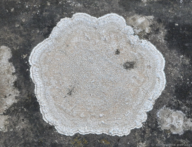 Lichene crostoso del Chianti grevigiano